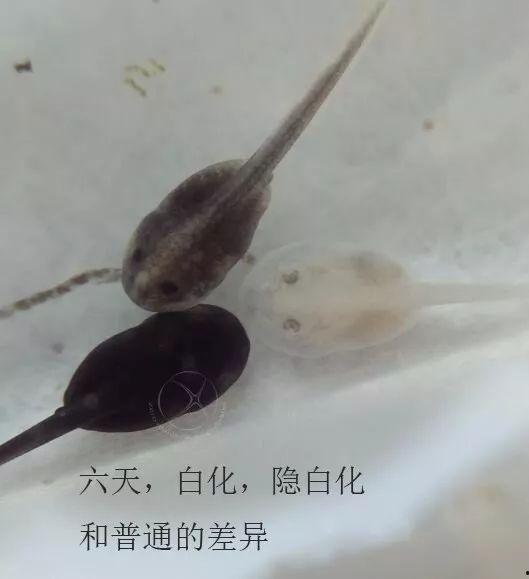 蝌蚪国产